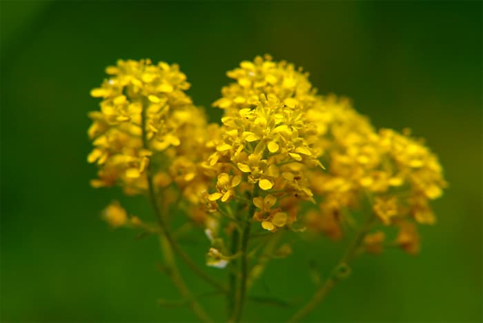 Barbarea vulgaris, Läänekollakas